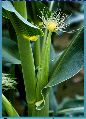 Corn1.jpg