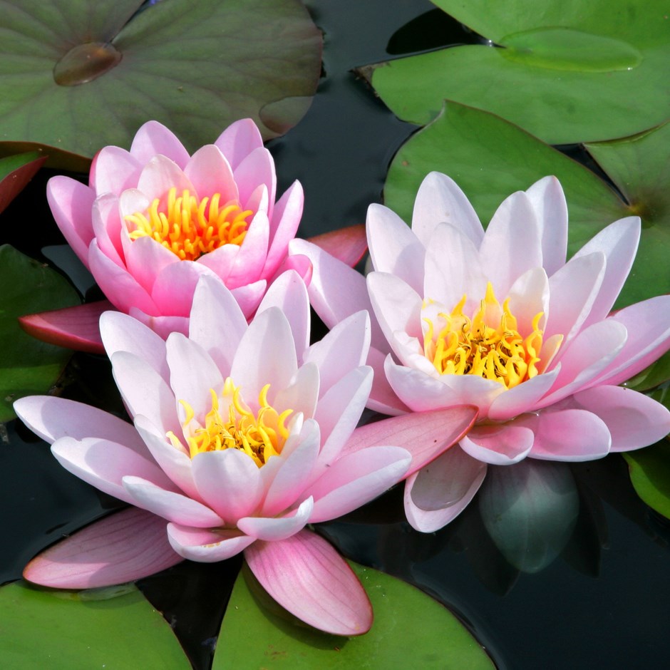 Water Lily1.jpg