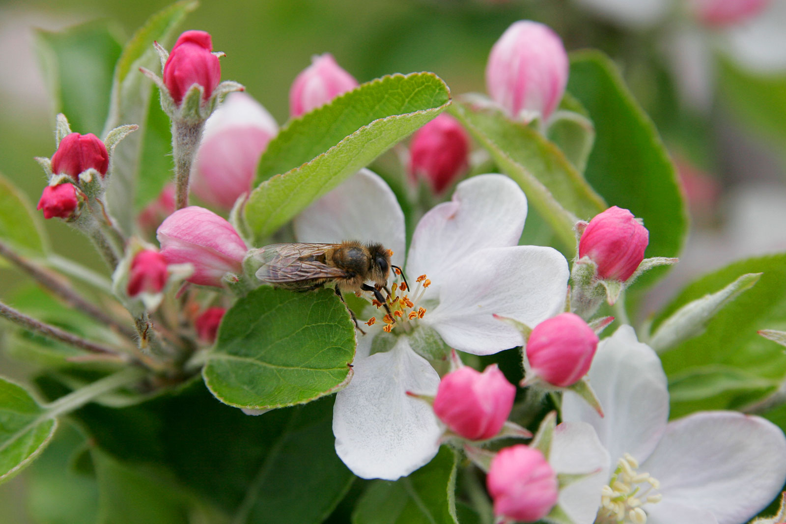 Apple Blossom1.jpg