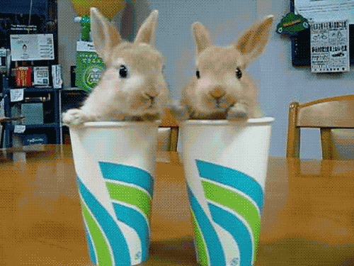 Rabbits2.gif