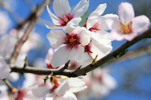 Almond Blossom1.jpg