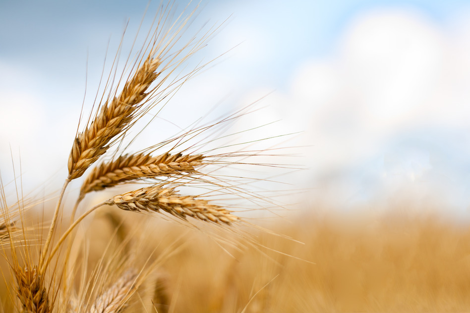 Wheat1.jpg