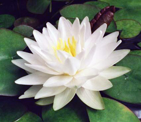 Water Lily3.jpg