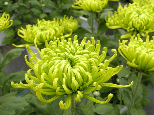 Chrysanthemum2.jpeg