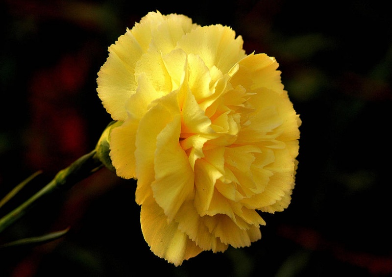 File:YellowCarnation1.jpg