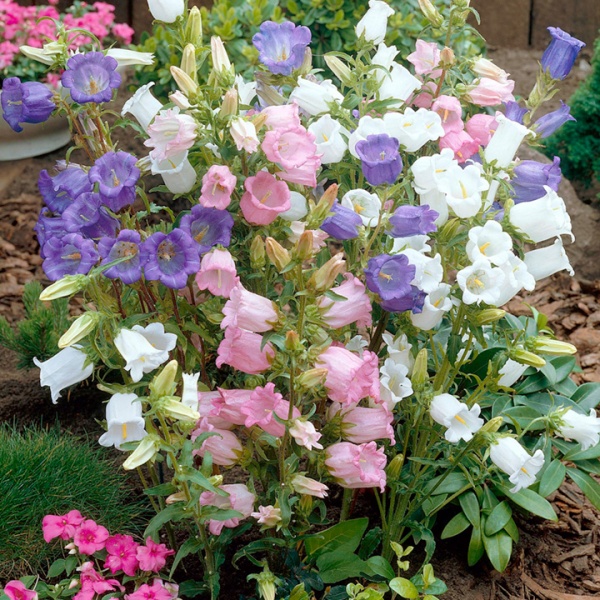File:Canterbury Bells1.jpg