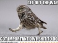 Get-out-the-way-got-important-owl-shit-to-do.jpg