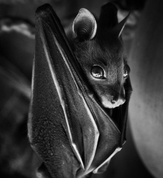 Ziv cute bat.jpg