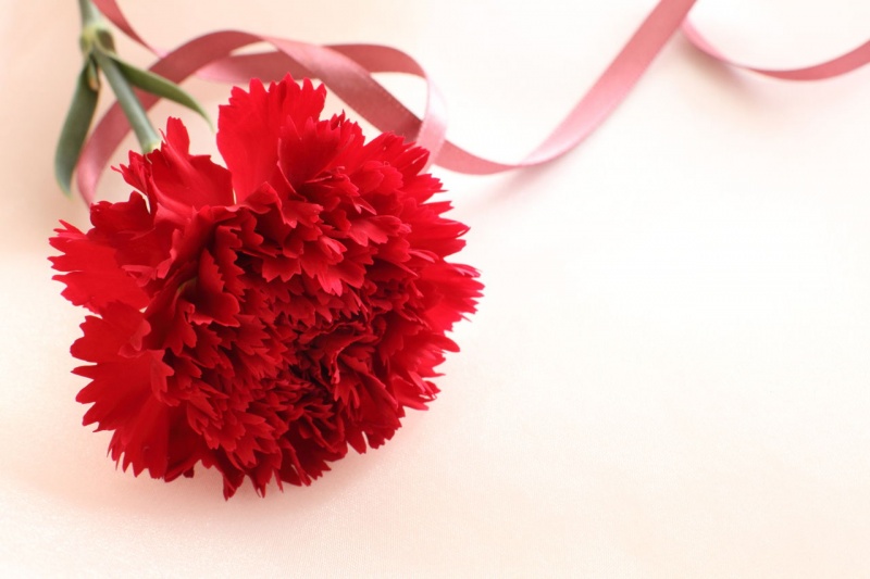 File:RedCarnation1.jpg