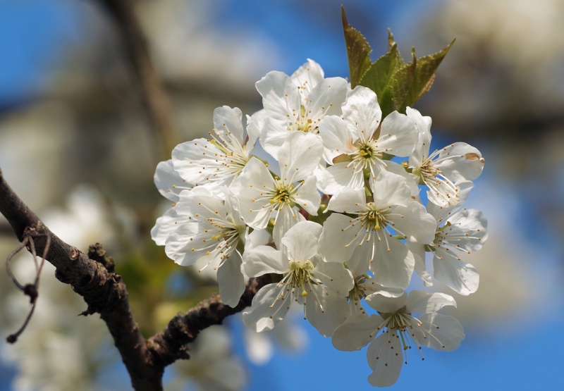File:Cherry Blossom1.jpg