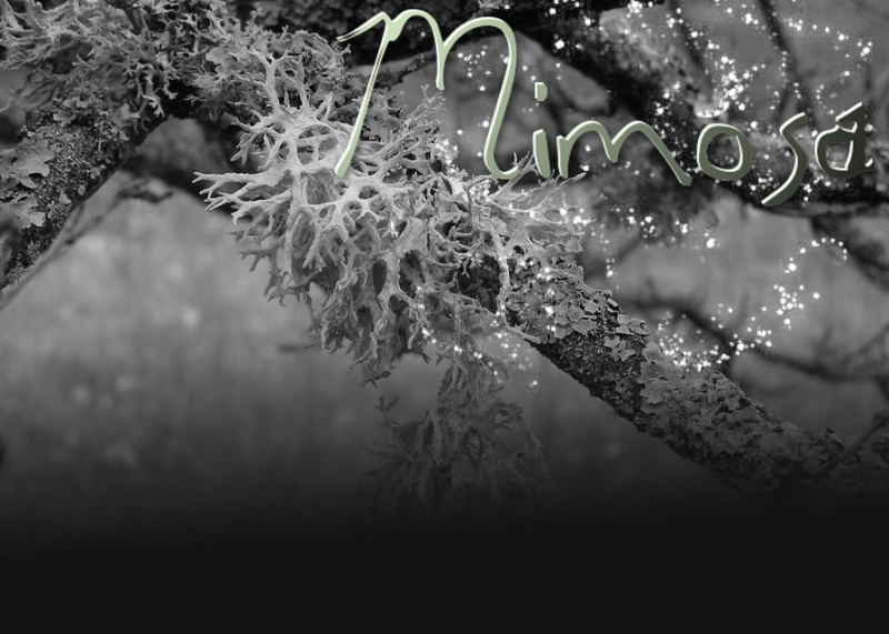 MimosaBackground2.jpg